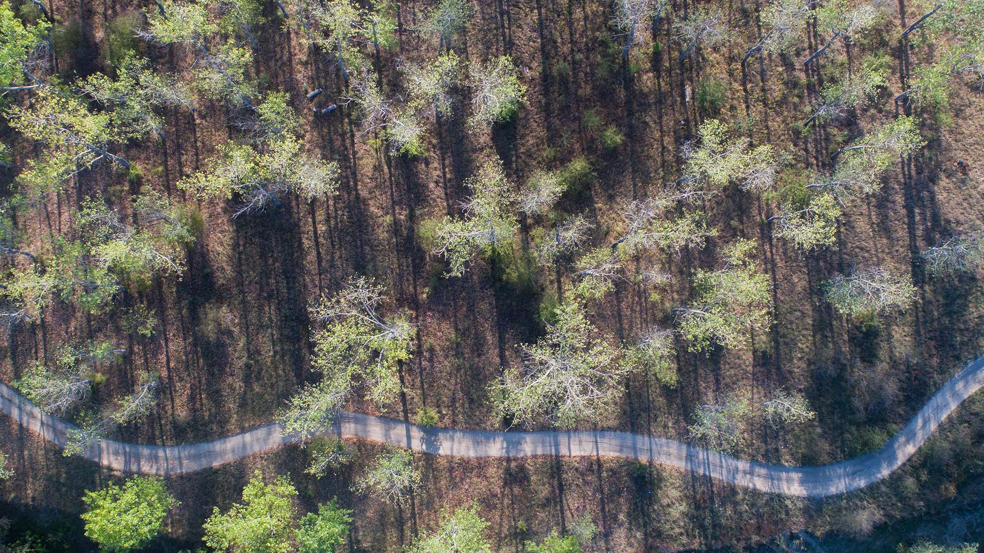 letecke foto z dronu les cesta
